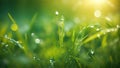 Eco Nature Background with Grass, Sun and Waterdrops Defocused Bokeh Royalty Free Stock Photo