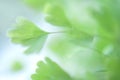 Eco nature green and blue abstract defocused nature background Royalty Free Stock Photo