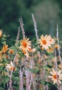 Eco, nature, plant lover concept background. Yellow Flowers field. Stylish vertical wallpaper. Travel Slovenia