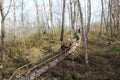 Eco path wooden walkway, ecological trail path - route walkways laid in the forest