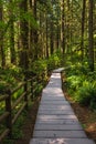 Eco path wooden walkway in the forest. Ecological trail path. Wooden path in the National park in Canada. Travel photo