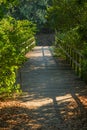 Eco path wooden walkway in the forest