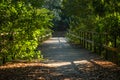 Eco path wooden walkway in the forest