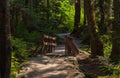 Eco path wooden walkway in the forest. Ecological trail path. Wooden path in the National park in Canada