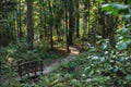 Eco path wooden walkway in Komarovo Shore, Komarovsky Bereg Natural Monument ecological trail path - route walkways laid in the