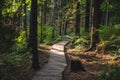 Eco path wooden walkway in Komarovo Shore, Komarovsky Bereg Natural Monument ecological trail path - route walkways laid in the