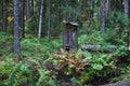 Eco path wooden walkway in Komarovo Shore, Komarovsky Bereg Natural Monument ecological trail path - route walkways laid in the