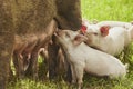 Eco pig farm in the field in Denmark. Piglet sucking milk Royalty Free Stock Photo