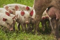 Eco pig farm in the field in Denmark. Piglet sucking milk Royalty Free Stock Photo