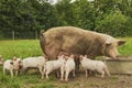 Eco pig farm in the field in Denmark. Piglet sucking milk Royalty Free Stock Photo