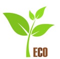 Eco plant Royalty Free Stock Photo