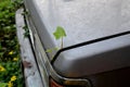 Eco plant begins its life and grows from the trunk of an old wrecked car. Ecology.