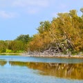 Eco Pond Everglades National Park Royalty Free Stock Photo