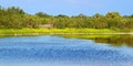 Eco Pond Everglades National Park Royalty Free Stock Photo