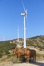 Eco power, wind turbines Royalty Free Stock Photo