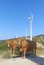 Eco power, wind turbines Royalty Free Stock Photo