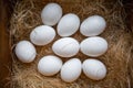 Eco-product. A wooden box of hay containing a ten white eggs. View from the top. Close up. Flat lay. Concept of natural and farm Royalty Free Stock Photo