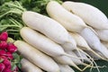 Eco radish on the market in Munich without GMOs.