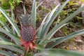 Eco small pineapple fruit growing in the tree Royalty Free Stock Photo
