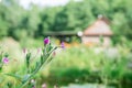 eco tity house in the forest Royalty Free Stock Photo