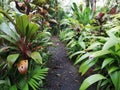 Eco tourim. Trail. Garden . Tropical planta. Royalty Free Stock Photo