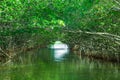 Eco-Tourism mangroves everglades