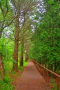 Eco-trail in Dendrology garden in Pereslavl-Zalessky city Royalty Free Stock Photo