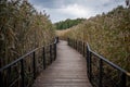 Eco-trail made of planks among tall ears of corn. Educational route, autumn season.