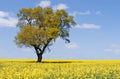 Eco tree landscape Royalty Free Stock Photo