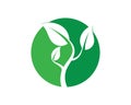 Eco Tree Leaf Logo shutterstock