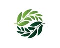 Eco Tree Leaf Logo Template Royalty Free Stock Photo