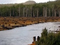 Eco-vandalism in Tasmanian forests 2 Royalty Free Stock Photo