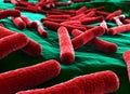 Ecoli Bacteria Close up Red Royalty Free Stock Photo