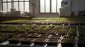 Ecologic laboratory, seedlings Royalty Free Stock Photo