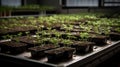 Ecologic laboratory, seedlings Royalty Free Stock Photo