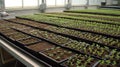 Ecologic laboratory, seedlings Royalty Free Stock Photo