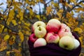 Ecological apples gathered in a scarf. Autumn background Royalty Free Stock Photo