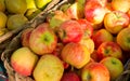 Ecological apples Royalty Free Stock Photo