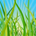 Ecological background with a grass