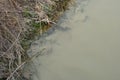 ecological catastrophe water in the river contaminated with hazardous chemicals