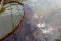 Ecological catastrophy. Close-up. Spill of oil products into the sea