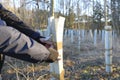 Ecological concept. Earth Day.Forest protection and cultivation. tree seedlings protected with plastic cylinders. hands