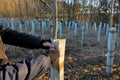 Ecological concept. Earth Day.Forest protection and cultivation. tree seedlings protected with plastic cylinders. hands Royalty Free Stock Photo