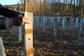 Ecological concept. Earth Day.Forest protection and cultivation. tree seedlings protected with plastic cylinders. hands