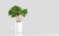 Ecological concept. An evergreen tree on a green lawn growing in a circle as a concept of waste-free production and the