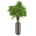 Ecological concept. An evergreen tree on a green lawn growing in a glass tube as a concept of waste-free production and