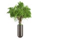 Ecological concept. An evergreen tree on a green lawn growing in a glass tube as a concept of waste-free production and