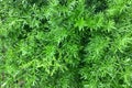 Top View of Beautiful Green Foxtail Ferns Royalty Free Stock Photo