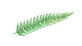 Illustration of Tassle Ferns on White Background Royalty Free Stock Photo