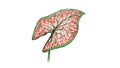 Illustration of Caladium, Elephant Ear or Colocasia Plants Royalty Free Stock Photo